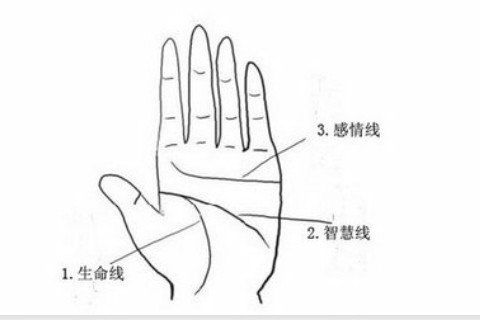 事業線短的女生性格?事業線短的女生面相