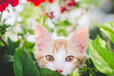 屬猴的和什么屬相相合 猴相合的屬相是什么生肖