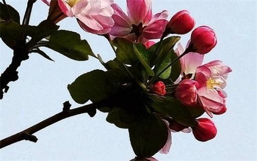 牛女和男虎婚配怎么樣 牛女和男虎的屬相合不合