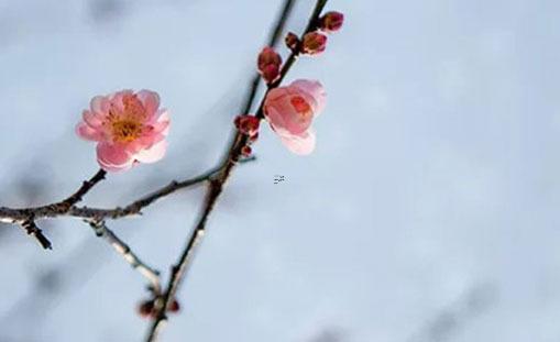 什么生肖命最好 什么生肖命最好排名