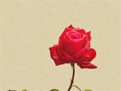 屬雞6月份運(yùn)勢(shì)怎么樣 屬雞六月份運(yùn)勢(shì)如何2021